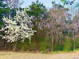 902 Whispering Pines Trail - Photo 4