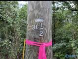 8 acres Bishop Mountain Road - Photo 16