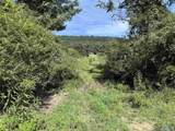 97 acres County Road 611 - Photo 6