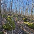 92 Acres All Jersey Road - Photo 13