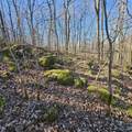 92 Acres All Jersey Road - Photo 14