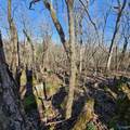92 Acres All Jersey Road - Photo 15