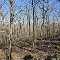 92 Acres All Jersey Road - Photo 17