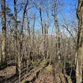 92 Acres All Jersey Road - Photo 18