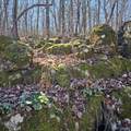 92 Acres All Jersey Road - Photo 21