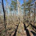 92 Acres All Jersey Road - Photo 22
