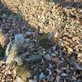 92 Acres All Jersey Road - Photo 23