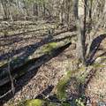92 Acres All Jersey Road - Photo 24