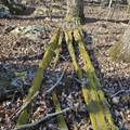 92 Acres All Jersey Road - Photo 26