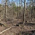 92 Acres All Jersey Road - Photo 31