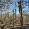 92 Acres All Jersey Road - Photo 32