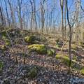 92 Acres All Jersey Road - Photo 34