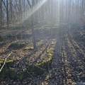 92 Acres All Jersey Road - Photo 38