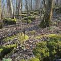 92 Acres All Jersey Road - Photo 39