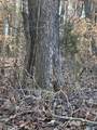 .53 Beech Fork Lane - Photo 4
