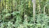 2.93 Acres Highway 231 - Photo 14