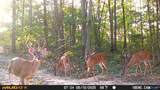 42 acres County Highway 11 - Photo 14