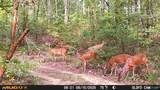 42 acres County Highway 11 - Photo 15