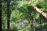 4.7 acres Finlen Road - Photo 16