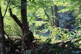 4.7 acres Finlen Road - Photo 8