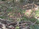 20.5 ac County Road 491 - Photo 15