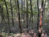 20.5 ac County Road 491 - Photo 5