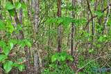Lot 3 Mill Creek Road - Photo 5