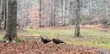 100 AC Dry Creek Road - Photo 46