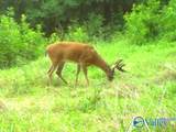 80 ACRES Upper Hurricane Road - Photo 5