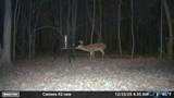 LOT 1 Pruitt Road - Photo 9