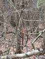 475 Summer House Mountain Road - Photo 12