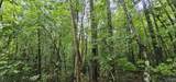 3 +/- Acres County Road 106 - Photo 20