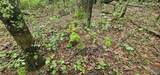3 +/- Acres County Road 106 - Photo 24