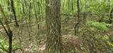 3 +/- Acres County Road 106 - Photo 27