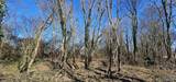 1 +/- Acre Alabama Highway 227 - Photo 12