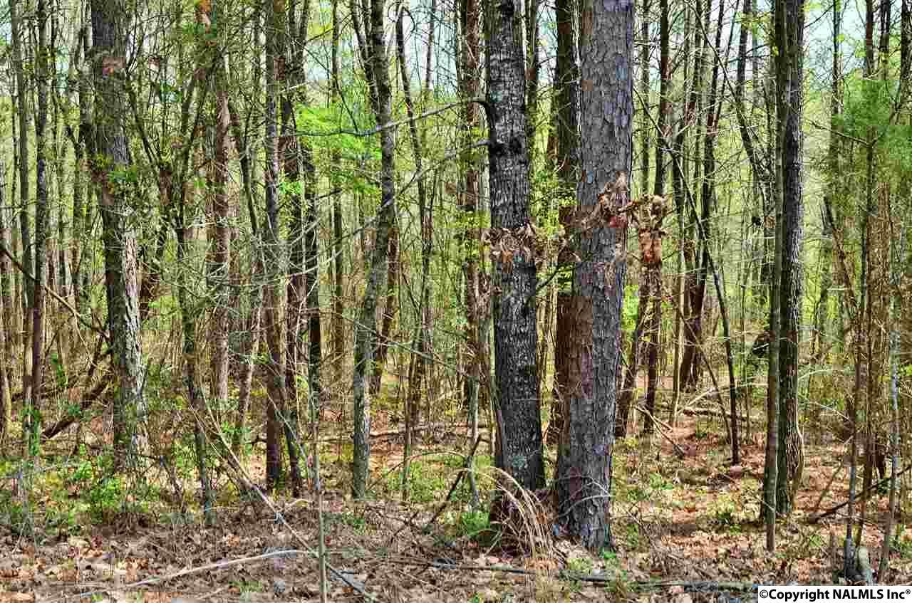 0 Cedar Lane - Photo 1