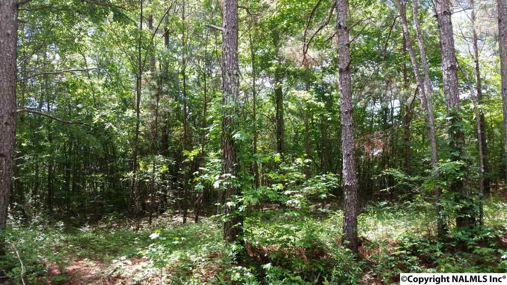 County Road 467 - Photo 1