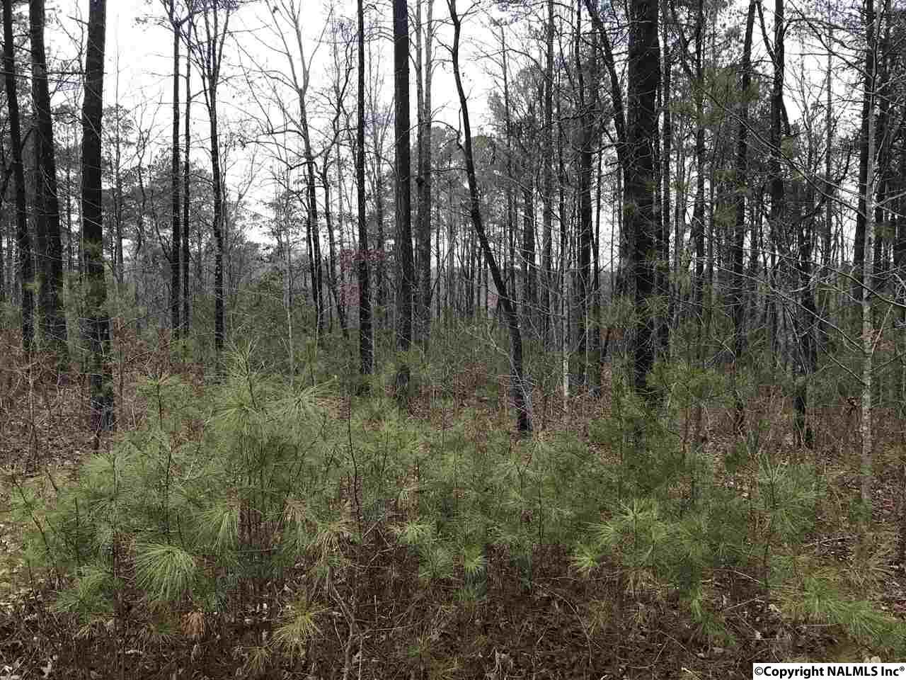 Lot 41 HL County Road 103 - Photo 1