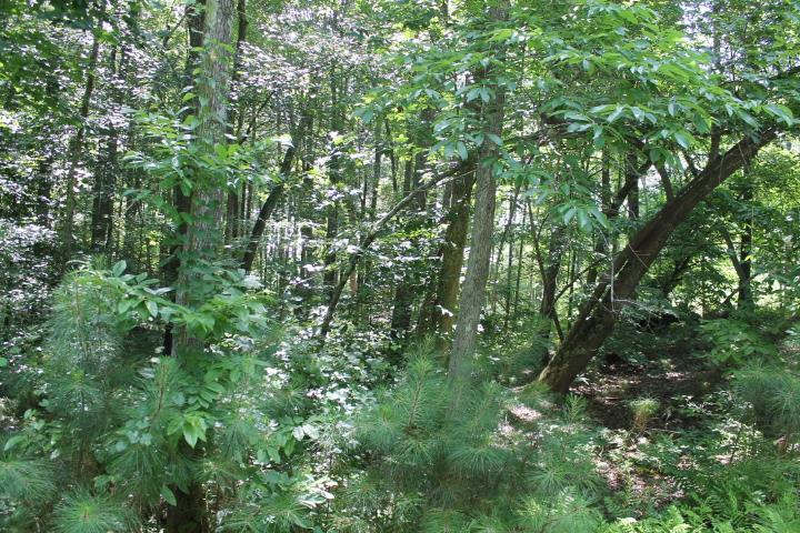 LOT 27 HL County Road 103 - Photo 1