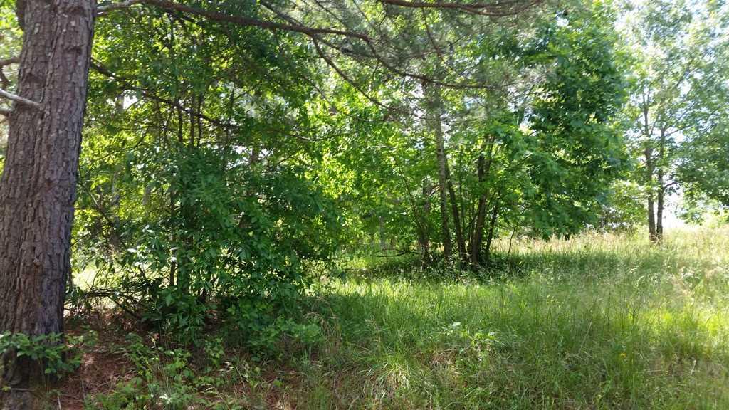 Lot 7 County Road 467 - Photo 1