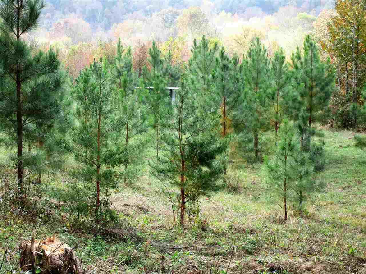 0 County Road 253 - Photo 1