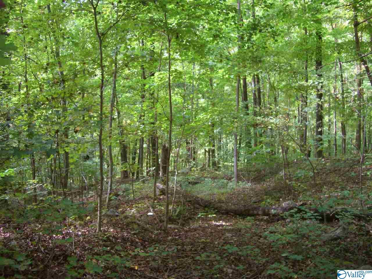 West Laurel Street - Photo 1