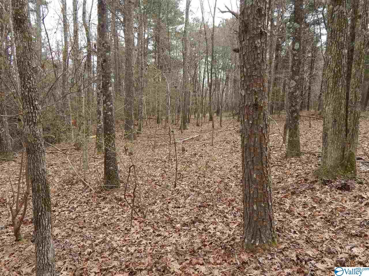 Lot 17 Bear Creek Trail - Photo 1