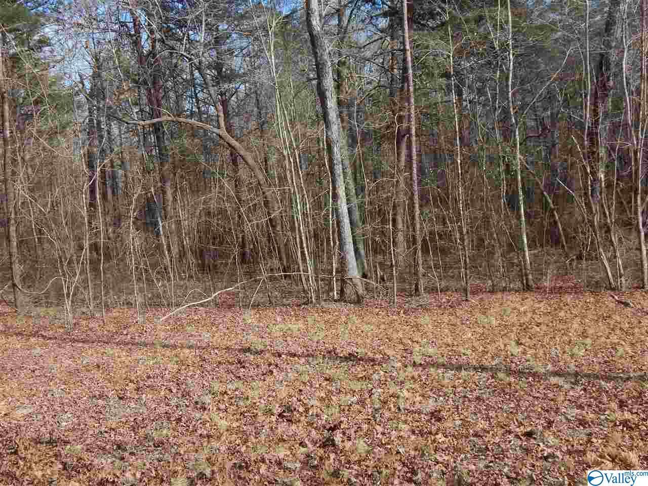 Lot 2 Road 935 - Photo 1