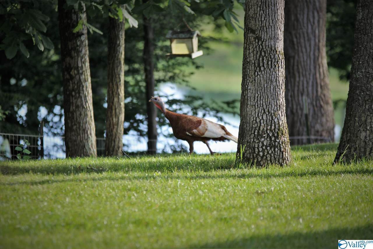 2510 Kirby Bridge Road, Decatur, AL 35603 (MLS 1121043) MarMac Real