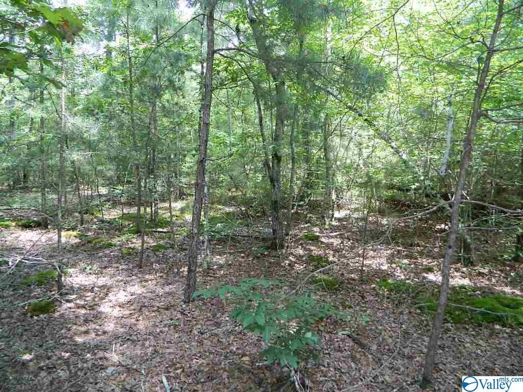 0 County Road 127 - Photo 1