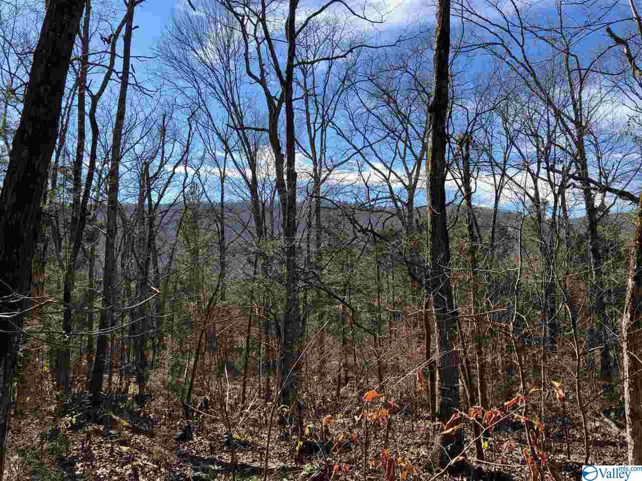 00 Bettinger Mountain Road - Photo 1