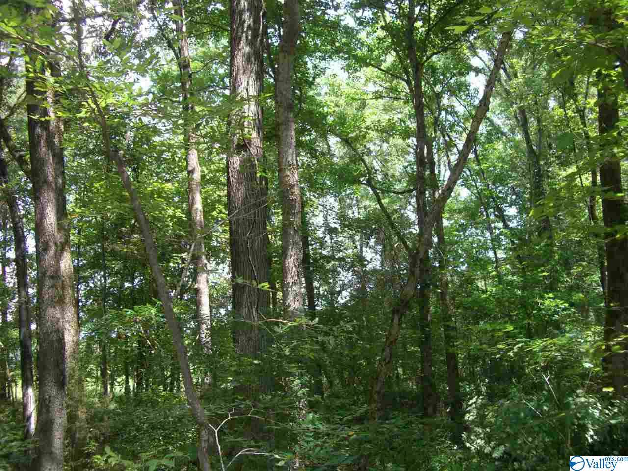 County Road 611 - Photo 1