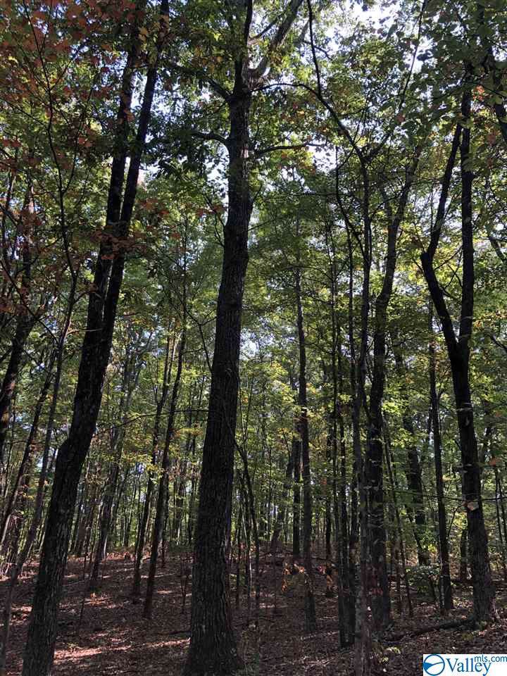 40 acres County Road 13 - Photo 1