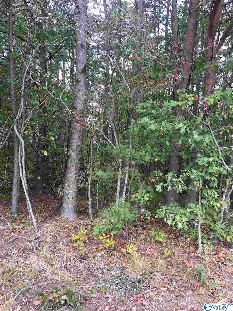 County Road 167 - Photo 1